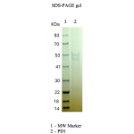 Recombinant Human PD-1